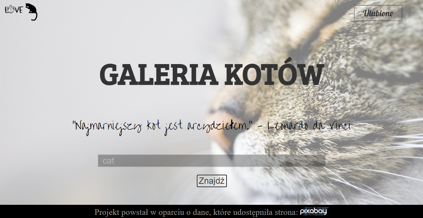 portfolio - Galeria kotów